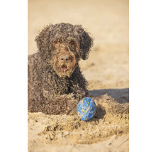 Lagotto Romagnolo mit Ball am Strand