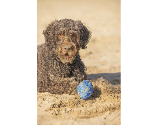 Lagotto Romagnolo mit Ball am Strand