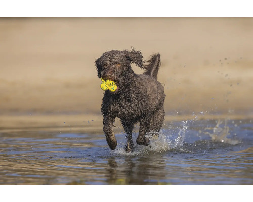 Ein brauner Hund mit lockigem Fell rennt mit einem gelben Spielzeug im Maul durch das Wasser.