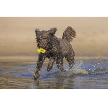 Lagotto Romagnolo Hund mit Spielzeug im Wasser
