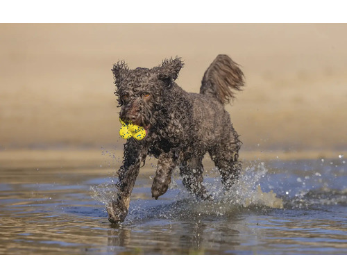 Lagotto Romagnolo Hund mit Spielzeug im Wasser