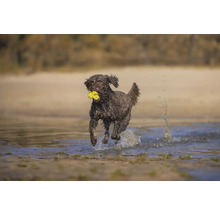 Ein Lagotto Romagnolo Hund rennt mit einem gelben Spielzeug im Maul durch seichtes Wasser.