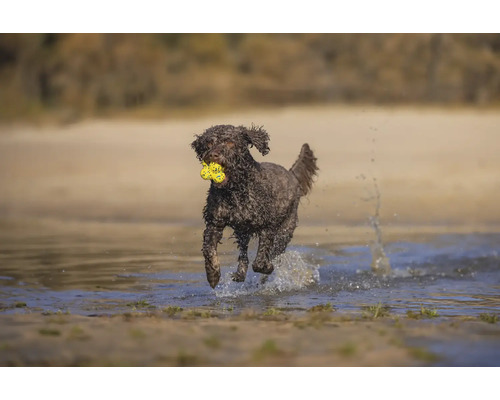 Ein Lagotto Romagnolo Hund rennt mit einem gelben Spielzeug im Maul durch seichtes Wasser.