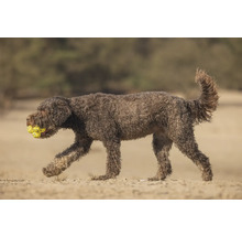 Ein brauner Hund trägt mehrere gelbe Bälle im Maul.