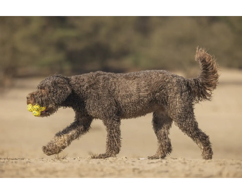 Ein brauner Hund trägt mehrere gelbe Bälle im Maul.