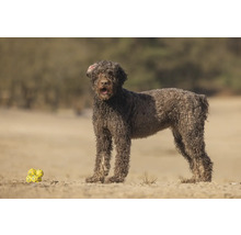 Lagotto Romagnolo Hund steht neben Hundespielzeug im Freien