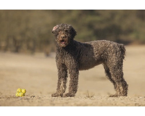 Lagotto Romagnolo Hund steht neben Hundespielzeug im Freien