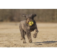 Hund mit Ball im Maul rennt im Freien