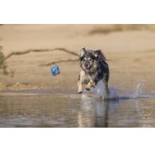 Ein Hund springt mit einem Ball im Maul durch das Wasser.