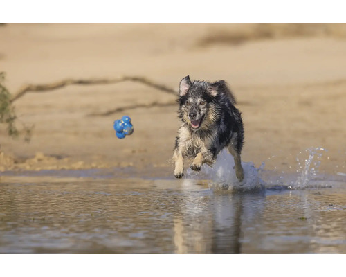 Ein Hund springt mit einem Ball im Maul durch das Wasser.