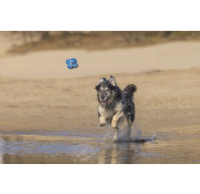 Ein Hund springt am Strand nach einem blauen Spielzeug.