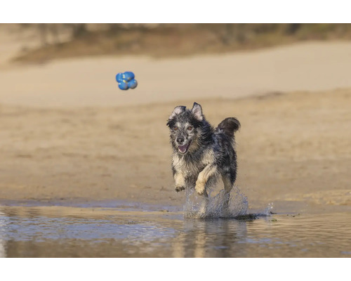 Ein Hund springt am Strand nach einem blauen Spielzeug.