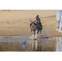 Hund rennt am Strand mit einem Spielzeug im Wasser