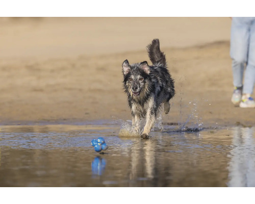 Hund rennt am Strand mit einem Spielzeug im Wasser