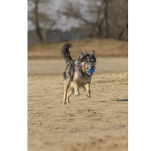 Hund rennt mit Ball im Maul am Strand