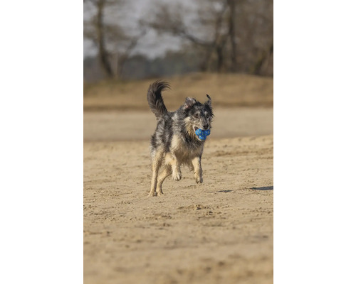 Hund rennt mit Ball im Maul am Strand