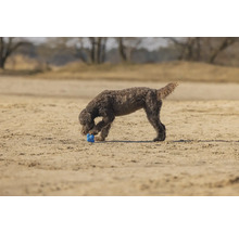 Lockiger Hund spielt mit Ball im Sand