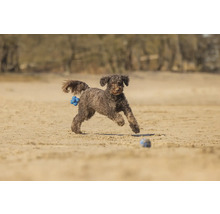 Ein brauner Hund rennt mit einem Spielzeugball am Strand.