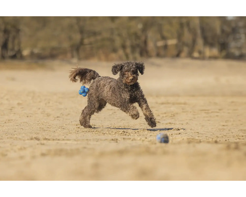 Ein brauner Hund rennt mit einem Spielzeugball am Strand.