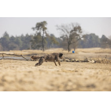 Hund springt nach einem Spielzeug im Freien.