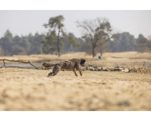 Hund springt nach einem Spielzeug im Freien.