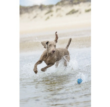 Weimaraner Hund rennt mit Ball im Wasser