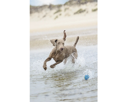 Weimaraner Hund rennt mit Ball im Wasser