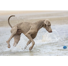 Ein Hund springt im Wasser nach einem Ball.