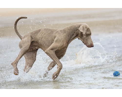 Ein Hund springt im Wasser nach einem Ball.