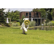 Ein Hund rennt mit einem Frisbee im Maul über eine grüne Wiese.