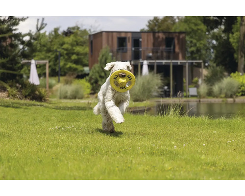 Ein Hund rennt mit einem Frisbee im Maul über eine grüne Wiese.