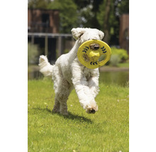 Ein Hund trägt einen Frisbee auf einer Wiese.