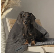 Teckel assis sur une chaise avec une couverture Scruffs grise