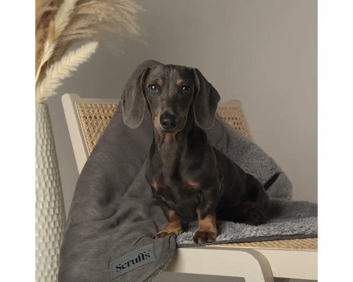 Teckel assis sur une chaise avec une couverture Scruffs grise