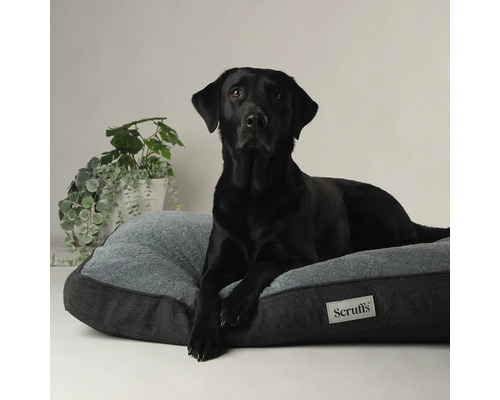Un labrador noir est allongé sur un lit pour chien gris avec le logo Scruffs.