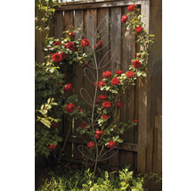 Rosenspalier aus Metall im Garten mit roten Rosen
