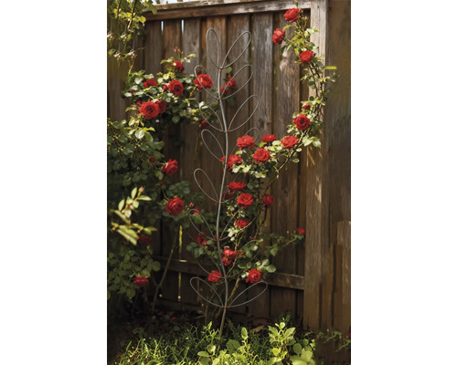 Rosenspalier aus Metall im Garten mit roten Rosen