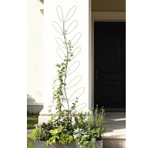 Blumenkasten mit Rankhilfe vor einem Hauseingang