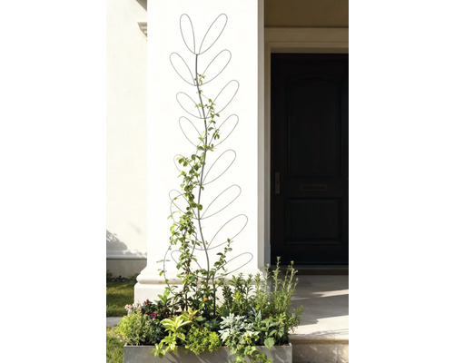 Blumenkasten mit Rankhilfe vor einem Hauseingang