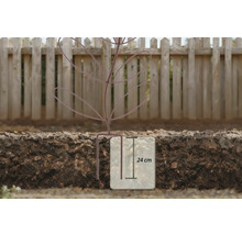 Illustration einer 24 cm tiefen Pflanzung in Erde vor einem Holzzaun.