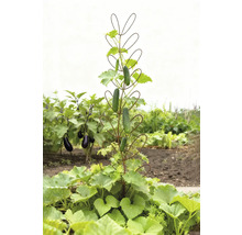 Gurkenpflanze mit Rankhilfe im Garten