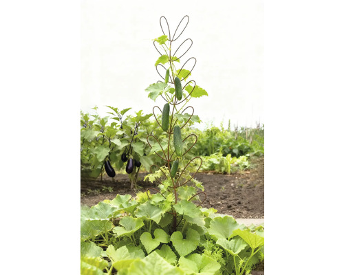 Gurkenpflanze mit Rankhilfe im Garten