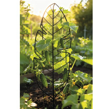 Gurkenpflanze wächst an einer Rankhilfe in Blattform im Garten.