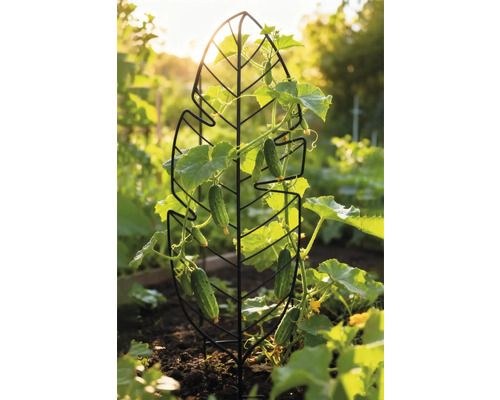 Gurkenpflanze wächst an einer Rankhilfe in Blattform im Garten.