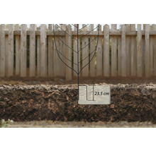 Pflanzloch mit einer Tiefe von 23,5 Zentimetern im Gartenboden