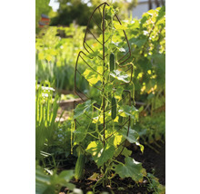 Gurkenpflanze an einer Rankhilfe im Garten