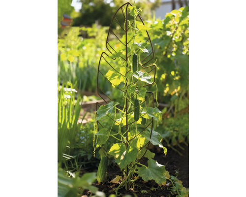 Gurkenpflanze an einer Rankhilfe im Garten