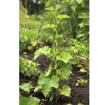 Gurkenpflanze mit Rankhilfe aus Metall im Gartenbeet