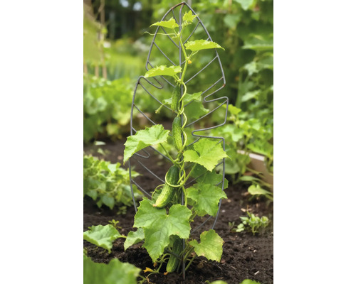 Gurkenpflanze mit Rankhilfe aus Metall im Gartenbeet