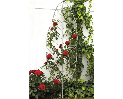 Blattförmige Rankhilfe aus Metall mit Rosen und Efeu